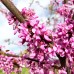 Arborele Iudei tip copac - Cercis canadensis 6/8 STD - Arbori ornamentali - AgroDenmar.ro Arborele Iudei tip copac - Cercis canadensis 6/8 STD - Arbori ornamentali - AgroDenmar.ro