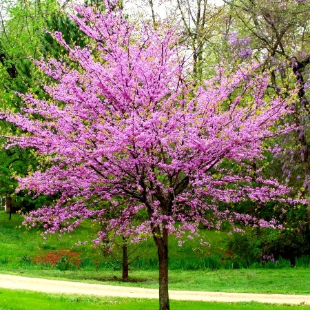 Arborele Iudei tip copac - Cercis canadensis 6/8 STD - Arbori ornamentali - AgroDenmar.ro Arborele Iudei tip copac - Cercis canadensis 6/8 STD - Arbori ornamentali - AgroDenmar.ro
