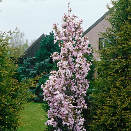 Cires Japonez Amanogawa 170 - 190 cm - Arbori ornamentali - AgroDenmar.ro