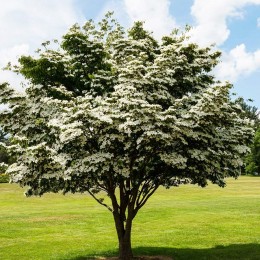Cornus Constellation - Arbusti ornamentali - AgroDenmar.ro