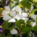 Cornus Constellation - Arbusti ornamentali - AgroDenmar.ro