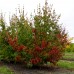 Cornus kousa Milky Way - Arbusti ornamentali - AgroDenmar.ro