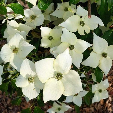 Cornus kousa Milky Way - Arbusti ornamentali - AgroDenmar.ro