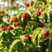 Cornus kousa Milky Way - Arbusti ornamentali - AgroDenmar.ro