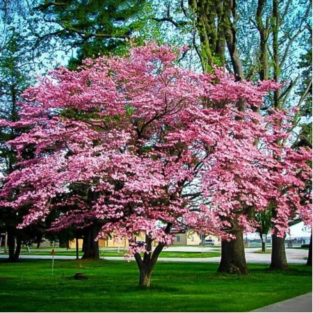 Cornus Stellar Pink - Arbusti ornamentali - AgroDenmar.ro