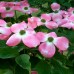 Cornus Stellar Pink - Arbusti ornamentali - AgroDenmar.ro