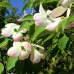 Cornus Stellar Pink - Arbusti ornamentali - AgroDenmar.ro