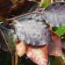 Fag Dawyck Purple - Arbori ornamentali - AgroDenmar.ro