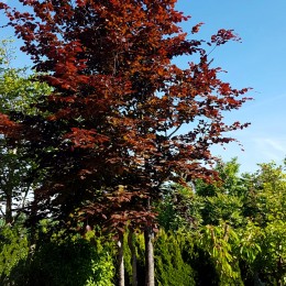 Fag rosu multitrunchi - Fagus sylvatica atropunicea - 400 cm - Arbori ornamentali - AgroDenmar.ro
