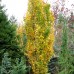 Fag Dawyck Gold - Arbori ornamentali - AgroDenmar.ro