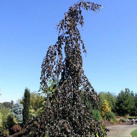 Fag violet - Fagus sylvatica Purple Fountain - Arbori ornamentali - AgroDenmar.ro