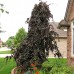 Fag violet - Fagus sylvatica Purple Fountain - Arbori ornamentali - AgroDenmar.ro