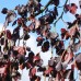 Fag violet - Fagus sylvatica Purple Fountain - Arbori ornamentali - AgroDenmar.ro