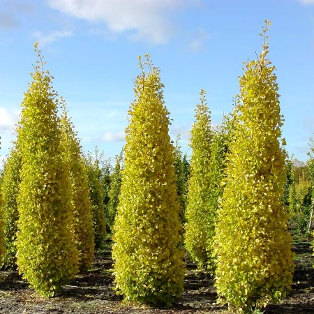 Ginkgo Biloba Fastigiata Blagon - Arbori ornamentali - AgroDenmar.ro