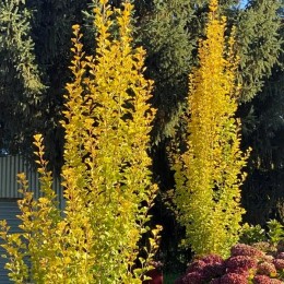 Ginkgo Biloba Menhir - Arbori ornamentali - AgroDenmar.ro