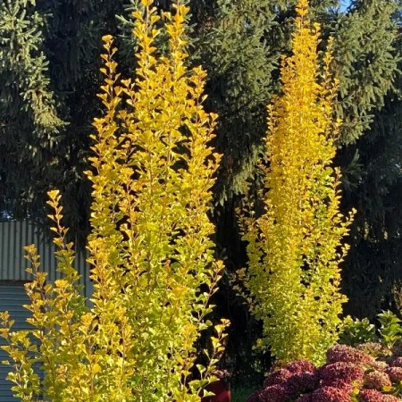 Ginkgo Biloba Menhir - Arbori ornamentali - AgroDenmar.ro Ginkgo Biloba Menhir - Arbori ornamentali - AgroDenmar.ro