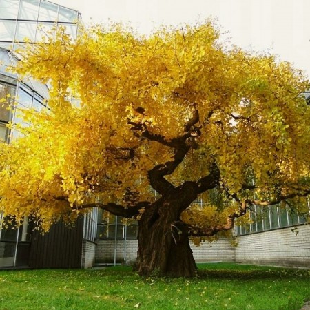 Ginkgo Biloba Praga - Arbori ornamentali - AgroDenmar.ro