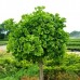 Ginkgo Biloba Praga - Arbori ornamentali - AgroDenmar.ro
