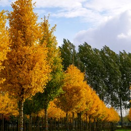 Ginkgo Biloba Troll