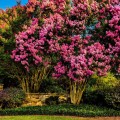 Liliac indian Rhapsody in Pink - tip copac