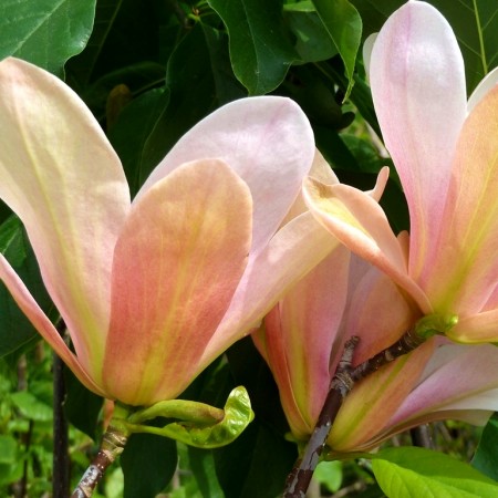 Magnolia Coral Lake - Arbori ornamentali - AgroDenmar.ro