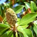Magnolia grandiflora Gallissoniensis - 100 cm - Arbori ornamentali - AgroDenmar.ro