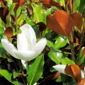 Magnolia grandiflora Little Gem