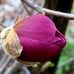 Magnolia Mighty Mouse - Arbori ornamentali - AgroDenmar.ro