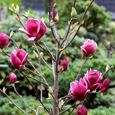 Magnolia Mighty Mouse - Arbori ornamentali - AgroDenmar.ro