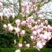Magnolia Pink Beauty - Tip copac - Arbori ornamentali - AgroDenmar.ro