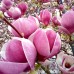 Magnolia soulangeana Rustica Rubra - Arbori ornamentali - AgroDenmar.ro