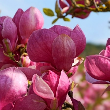 Magnolia soulangeana Rustica Rubra - Arbori ornamentali - AgroDenmar.ro
