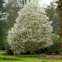 Magnolia Wada's Memory - Arbori ornamentali - AgroDenmar.ro