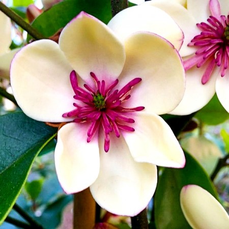 Magnolia White Caviar - Arbori ornamentali - AgroDenmar.ro