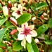 Magnolia White Caviar - Arbori ornamentali - AgroDenmar.ro