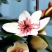 Magnolia White Caviar - Arbori ornamentali - AgroDenmar.ro