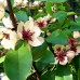 Magnolia White Caviar - Arbori ornamentali - AgroDenmar.ro