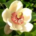 Magnolia x wiesneri Charm & Fragrance - Arbori ornamentali - AgroDenmar.ro