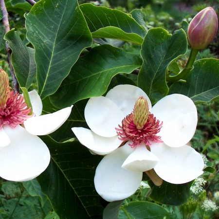 Magnolia x wiesneri Charm & Fragrance - Arbori ornamentali - AgroDenmar.ro
