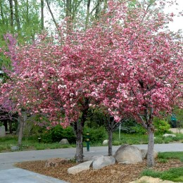 Mar ornamental Brandywine - Arbori ornamentali - AgroDenmar.ro