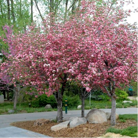 Mar ornamental Brandywine - Arbori ornamentali - AgroDenmar.ro