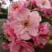 Mar ornamental Brandywine - Arbori ornamentali - AgroDenmar.ro