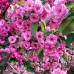 Mar ornamental Brandywine - anul 3 - Arbori ornamentali - AgroDenmar.ro