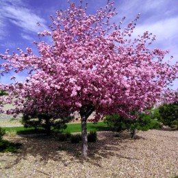 Mar ornamental Brandywine - anul 3