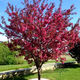 Mar ornamental Royalty