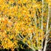 Betula utilis Doorenbos - Arbori ornamentali - AgroDenmar.ro