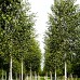 Betula utilis Doorenbos - Arbori ornamentali - AgroDenmar.ro
