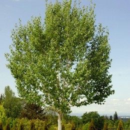 Betula utilis Doorenbos Betula utilis Doorenbos