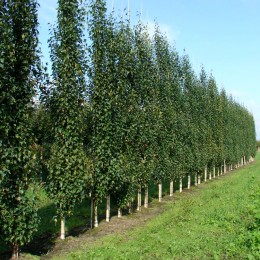 Mesteacan columnar - Betula pendula Fastigiata - Arbori ornamentali - AgroDenmar.ro