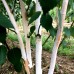 Mesteacan Jacquemontii Multitrunchi 250 - 300 cm - Arbori ornamentali - AgroDenmar.ro